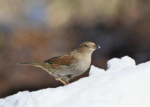 カヤクグリ4789