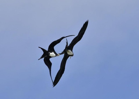 オオグンカンドリ6319