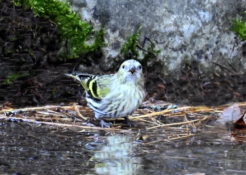 マヒワ♀7730