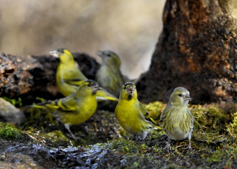 マヒワの群れ2016