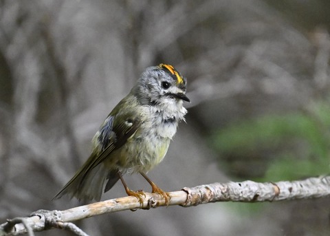 キクイタダキ♂2159