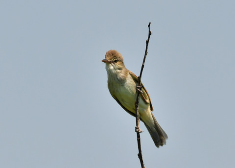 オオヨシキリ3422