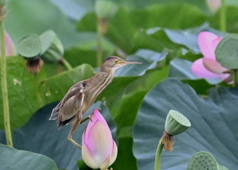 ヨシゴイ♀9232