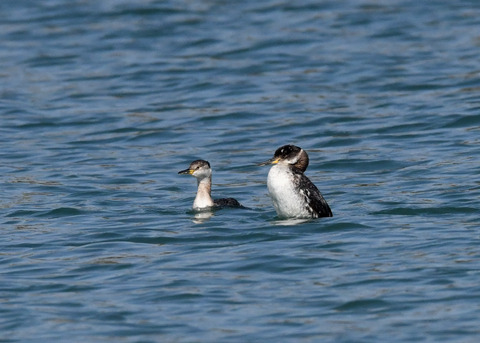 アカエリカイツブ7063