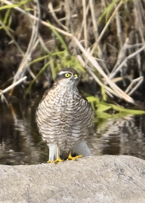 ハイタカ♀2644