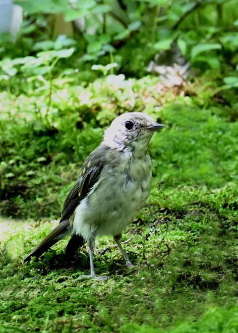 オオルリ♀6351