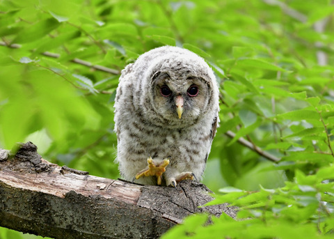フクロウのヒナ0753