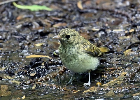 キビタキ幼鳥3672