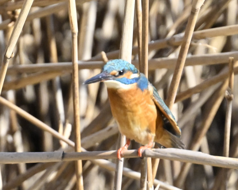 カワセミ♂2711