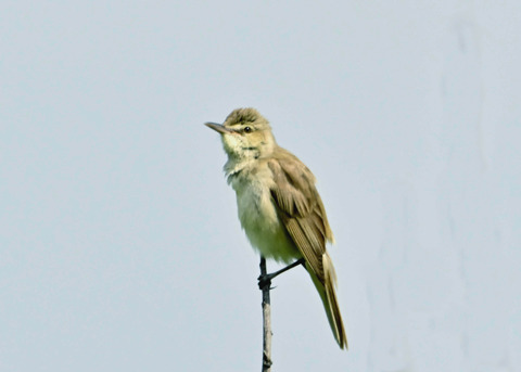 オオヨシキリ1170