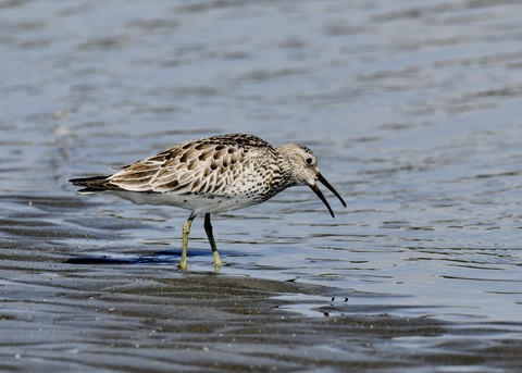 オバシギ若鳥1366