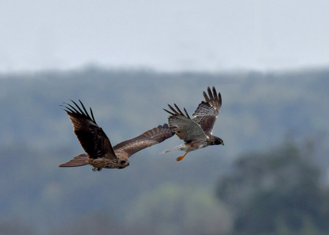 ズグロチュウヒ3121