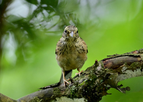 ホオジロ幼鳥3213