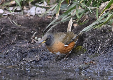 オオアカハラ5264