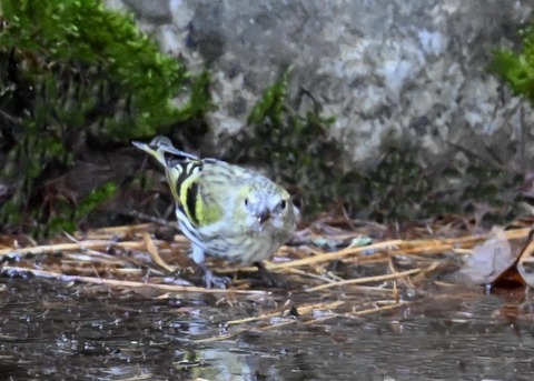 マヒワ♀7725