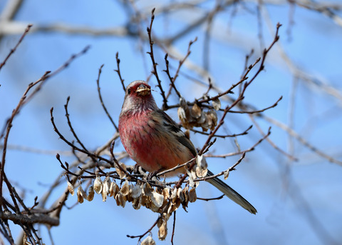 ベニマシコ♂1508