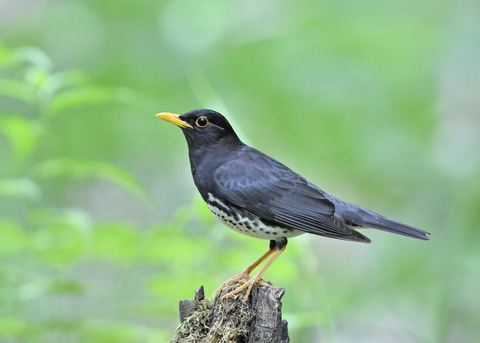 クロツグミ♂1002