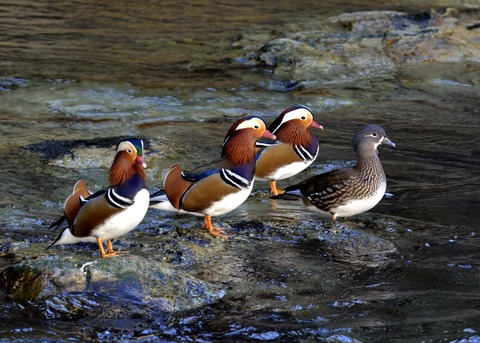 オシドリ♂♀0312 - コピー