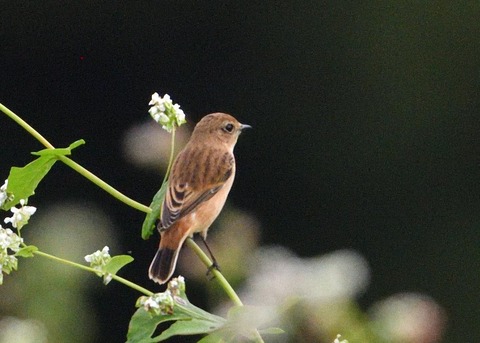ノビタキ♀3040
