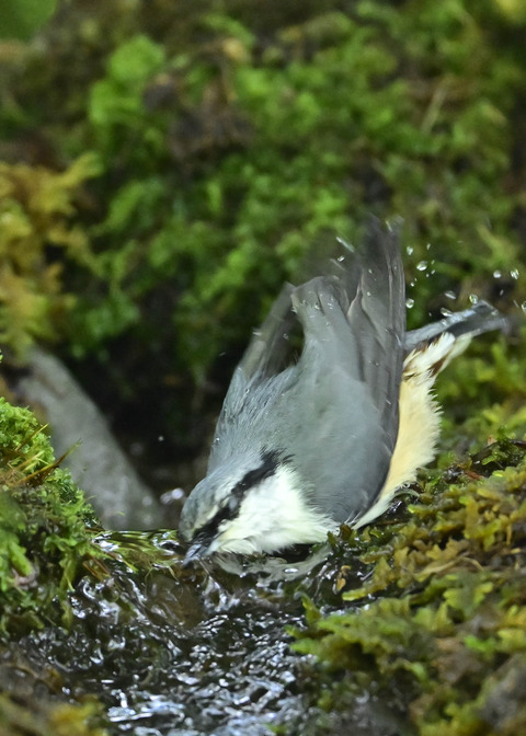 ゴジュウカラ1451