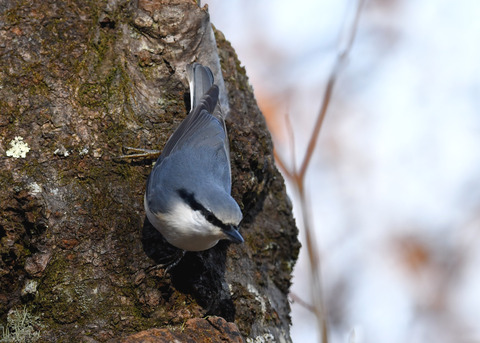 ゴジュウカラ1265