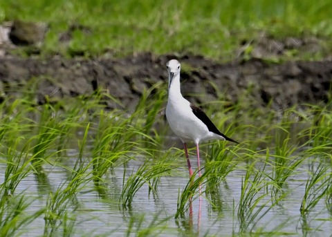 セイタカシギ9561