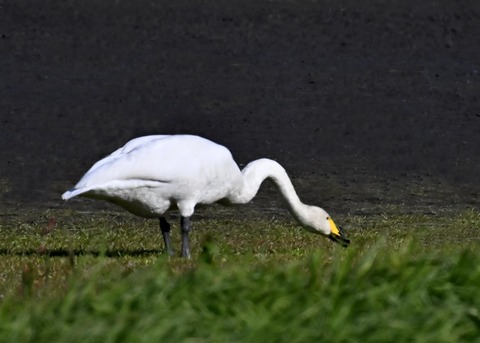 オオハクチョウ8290