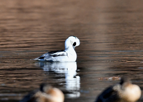 ミコアイサ♂8216