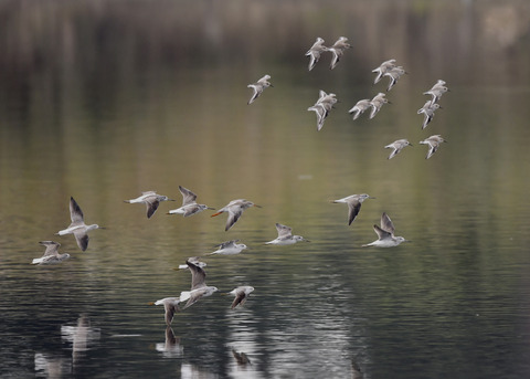 アオアシシギ5711