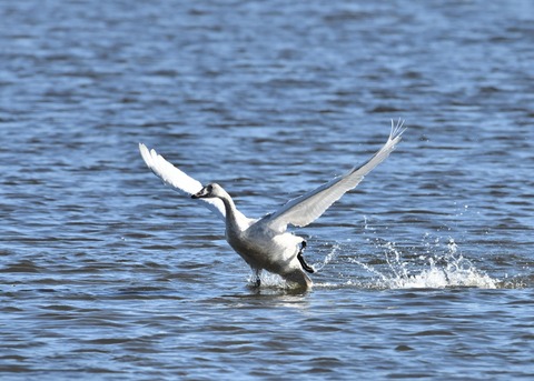オオハクチョウ幼鳥1822