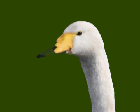 オオハクチョウ4001