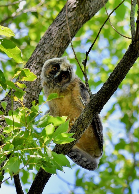 トラフズクのヒナ5919