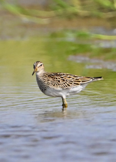 アメリカウズラシギ5254