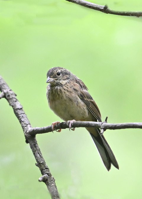 ホオジロ幼鳥3394
