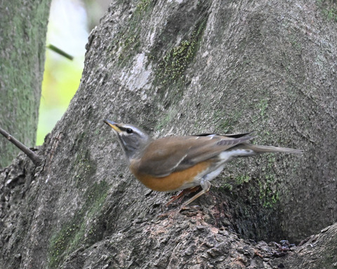 マミチャジナイ2350