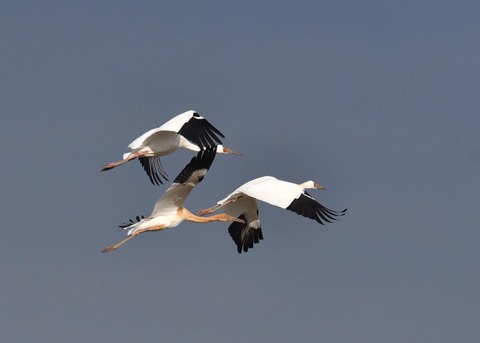 飛ぶ・ソデグロヅル8248