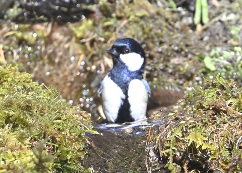 シジュウカラ7509