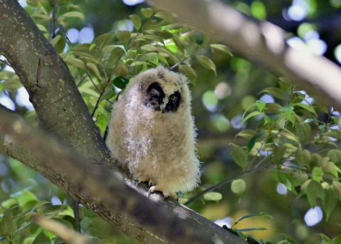 トラフズクのヒナ7325