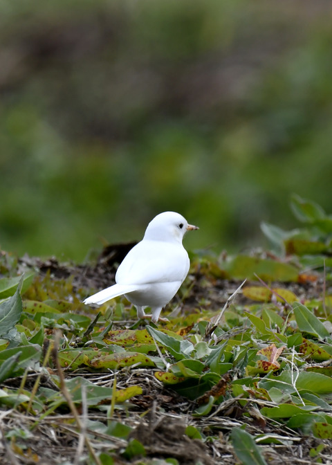 白化・ハクセキレイ8114
