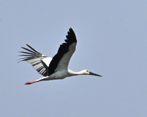 飛ぶコウノトリ8518