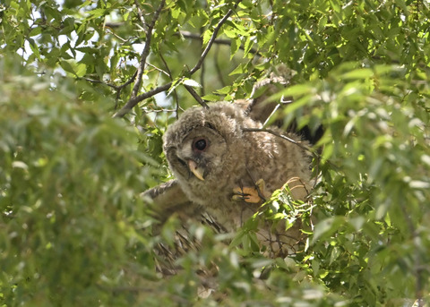 フクロウのヒナ7706