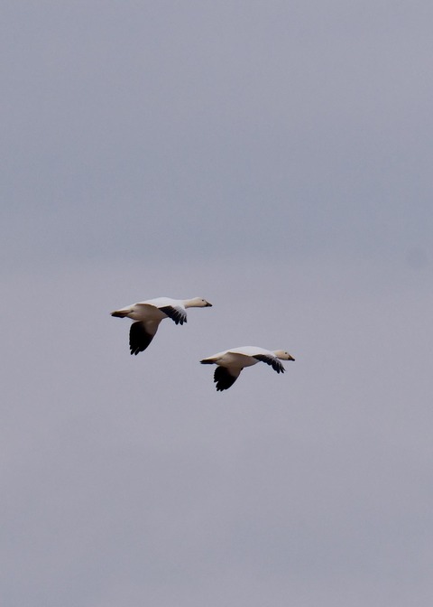 ハクガン7058 - コピー