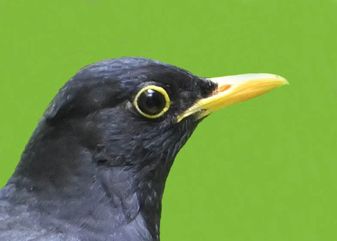 クロツグミ♂0003