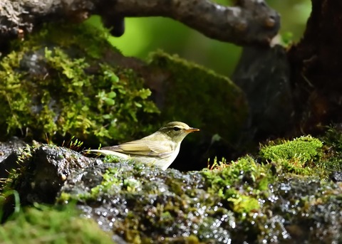 メボソムシクイ0701