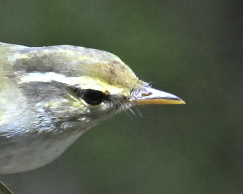 センダイムシク2001