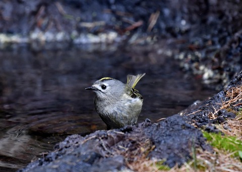 キクイタダキ9552