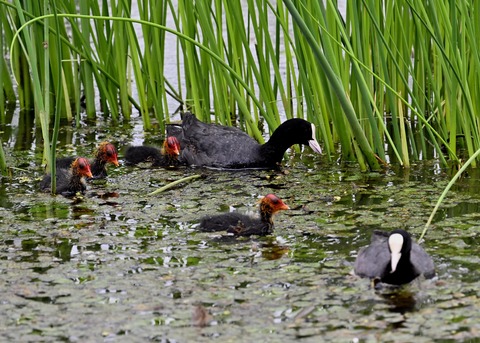 オオバン親子0378