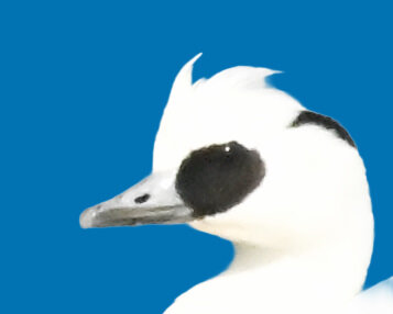 羽ばたくミコアイサ♂4000