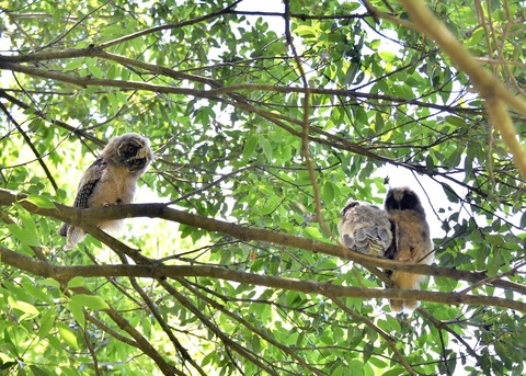 トラフズクのヒナ①②③5189