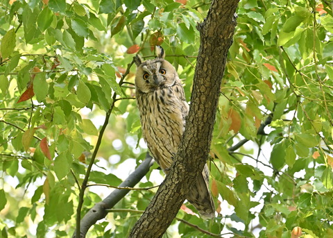 トラフズク♂6921